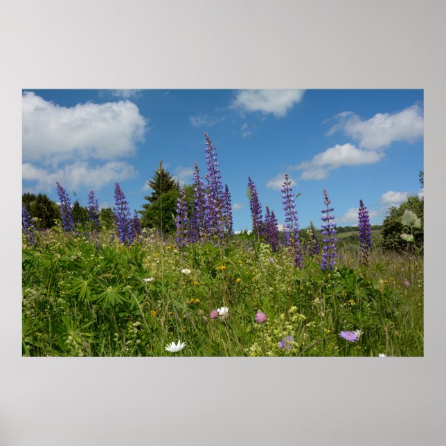 Affiche Meadows  with lupins  - (Devant)