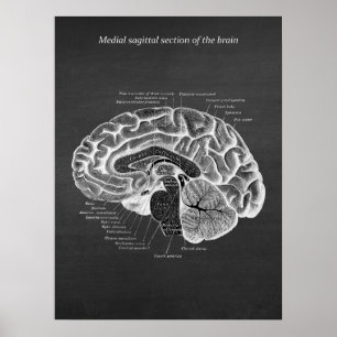 Affiche Medial Sagittal Section of the Brain print no. 2