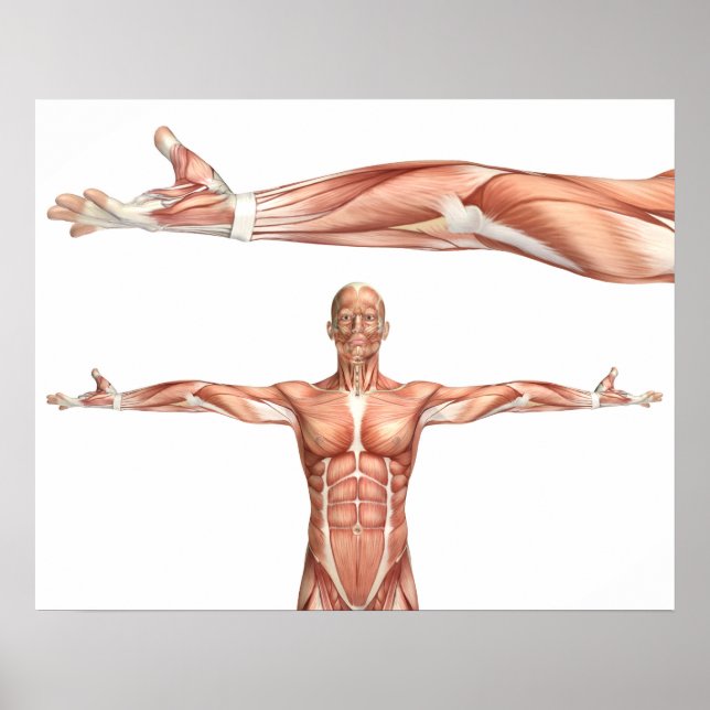 Affiche medical figure showing elbow supination (Devant)