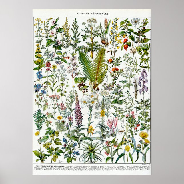 Affiche Medicinal Plants (Devant)