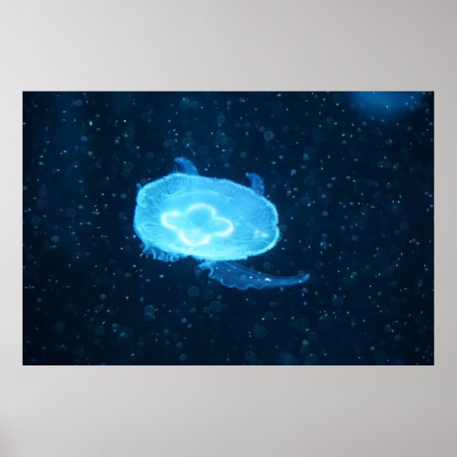 Affiche Méduse bleue natant (Devant)