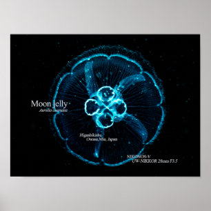 Affiche Méduse commune dans l'espace sous-marin