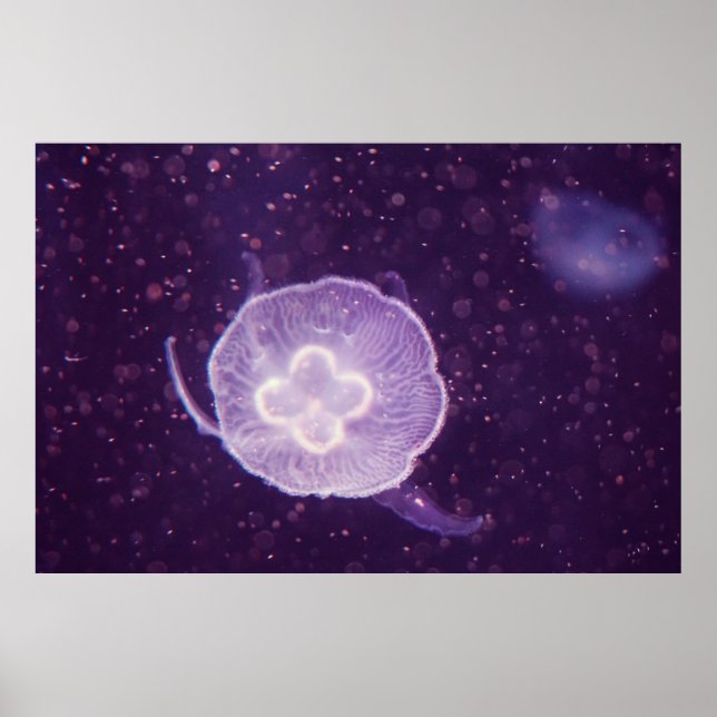 Affiche Méduse de natation (Devant)