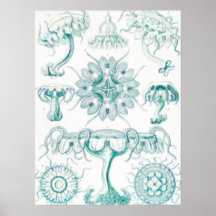 Affiche Méduse, Discomedusae d'Ernst Haeckel