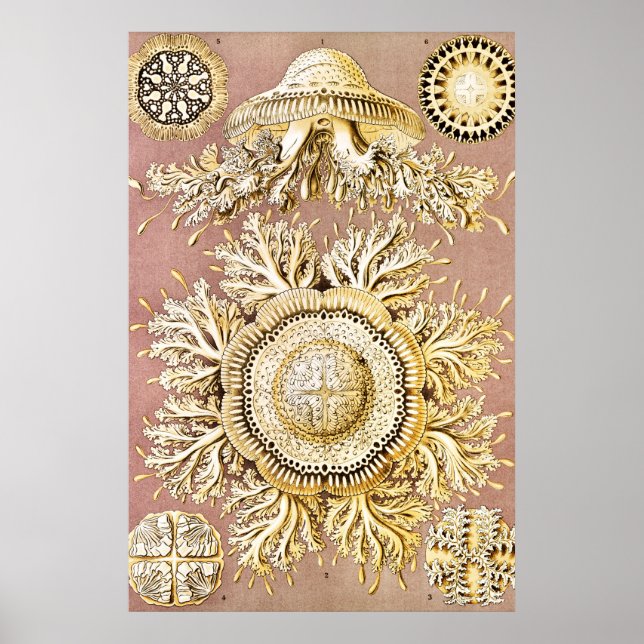 Affiche Méduse, Discomedusae par Ernst Haeckel (Devant)