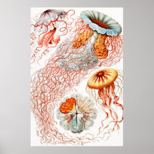 Affiche Méduse, Discomedusae par Ernst Haeckel