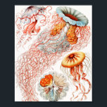 Affiche Méduse, Discomedusae par Ernst Haeckel<br><div class="desc">Méduse,  Discomedusae Scheibenquallen par Ernst Haeckel Poster</div>