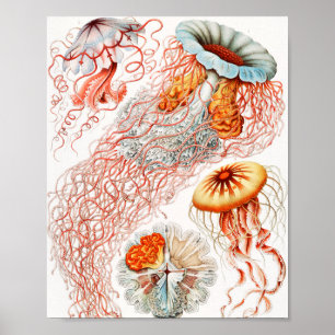 Affiche Méduse, Discomedusae par Ernst Haeckel