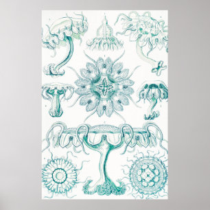 Affiche Méduse, Discomedusae par Ernst Haeckel