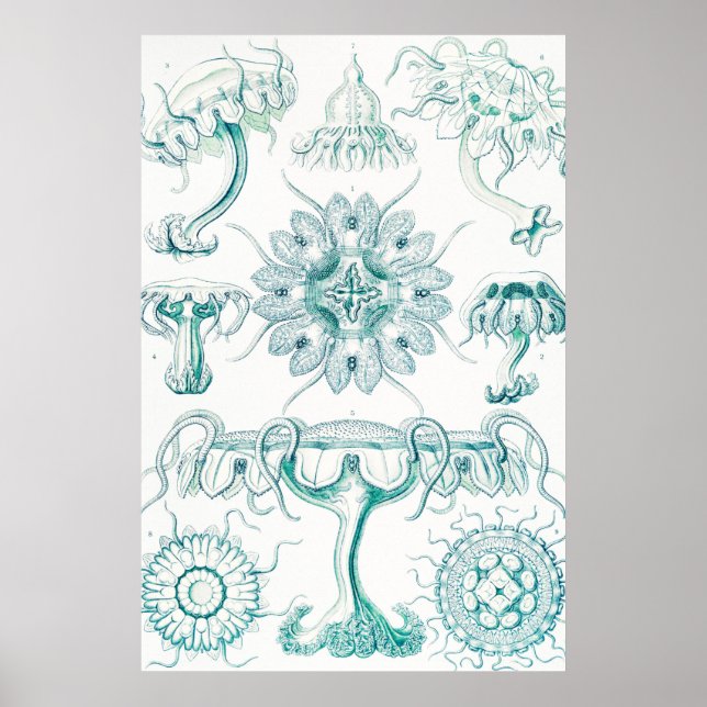Affiche Méduse, Discomedusae par Ernst Haeckel (Devant)