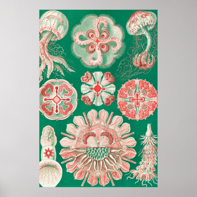 Affiche Méduse, Discomedusae par Ernst Haeckel (Devant)