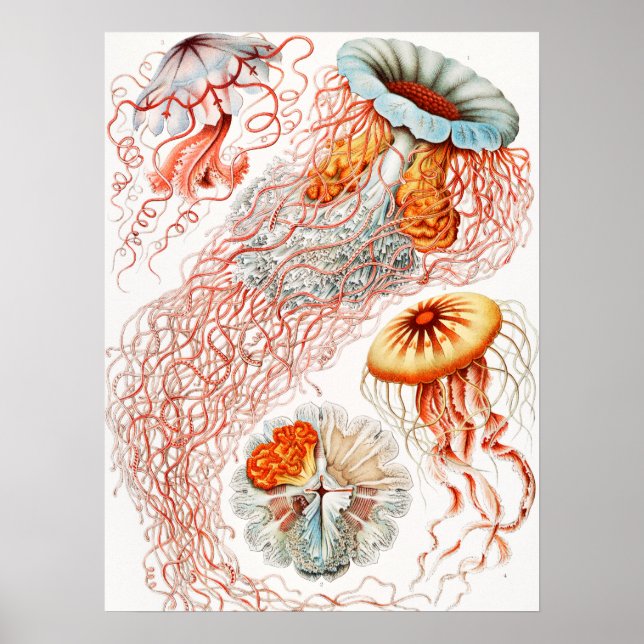 Affiche Méduse, Discomedusae par Ernst Haeckel (Devant)