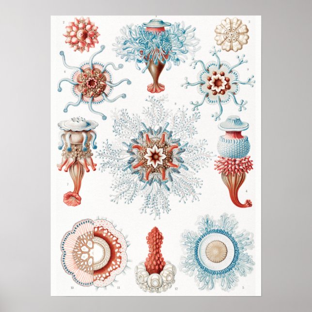 Affiche Méduse, Siphonophorae Staatsquallen Marine Life (Devant)