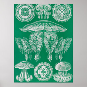 Affiche Méduses, Discomedusae par Ernst Haeckel