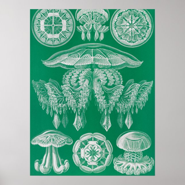 Affiche Méduses, Discomedusae par Ernst Haeckel (Devant)