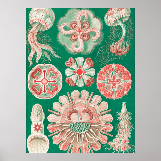 Affiche Méduses, Discomedusae par Ernst Haeckel (Devant)