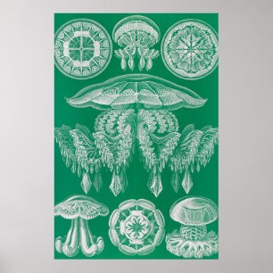 Affiche Méduses, Discomedusae par Ernst Haeckel