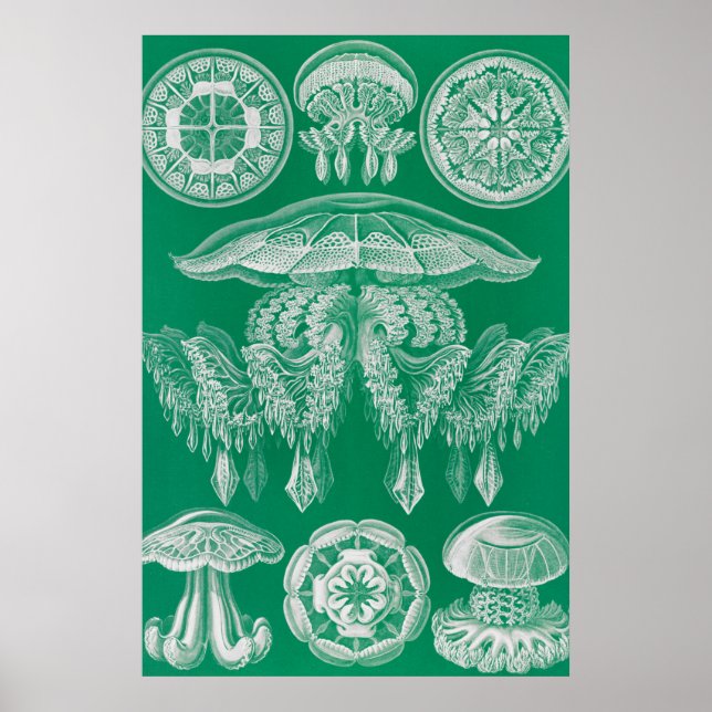 Affiche Méduses, Discomedusae par Ernst Haeckel (Devant)