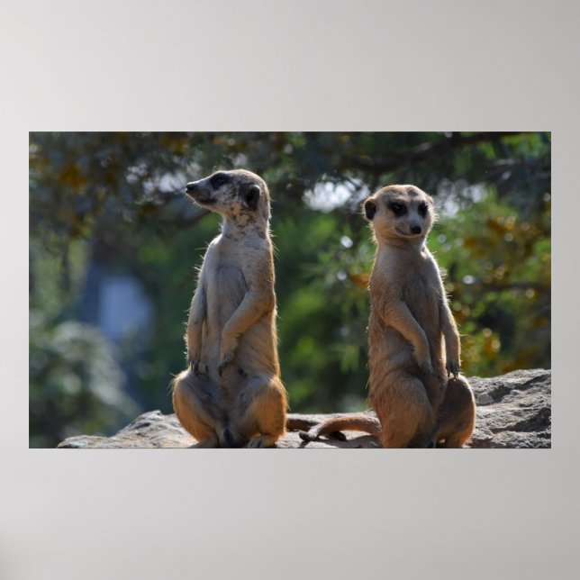 Affiche Meercat (Devant)