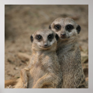 Affiche Meerkat 090