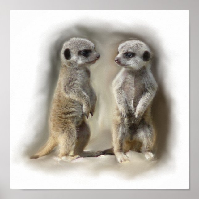 Affiche Meerkat bébé jumeaux (Devant)