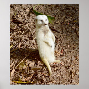 Affiche Meerkat Blanc Se Tenant Au Soleil,