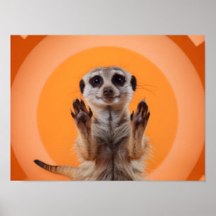 Affiche Meerkat Faire Stop Main Gester