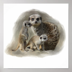 Affiche meerkats