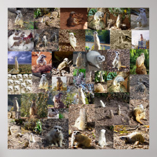 Affiche Meerkats Joueurs Grand Collage Photo,