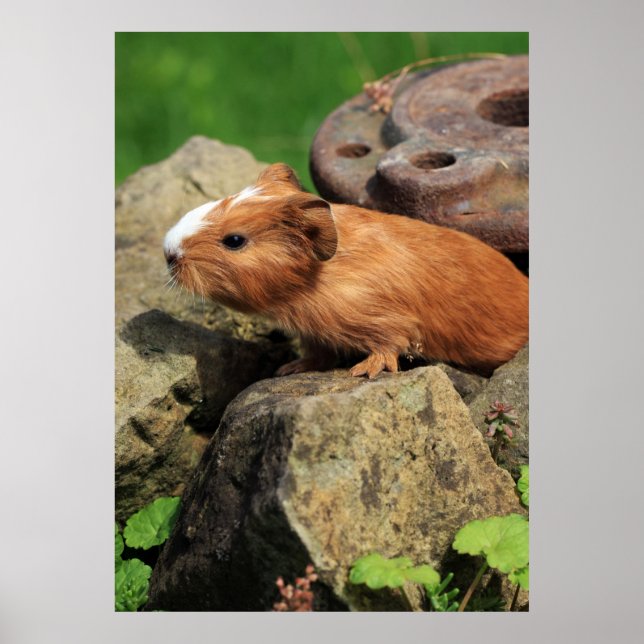 Affiche Meerschweinchen (Devant)