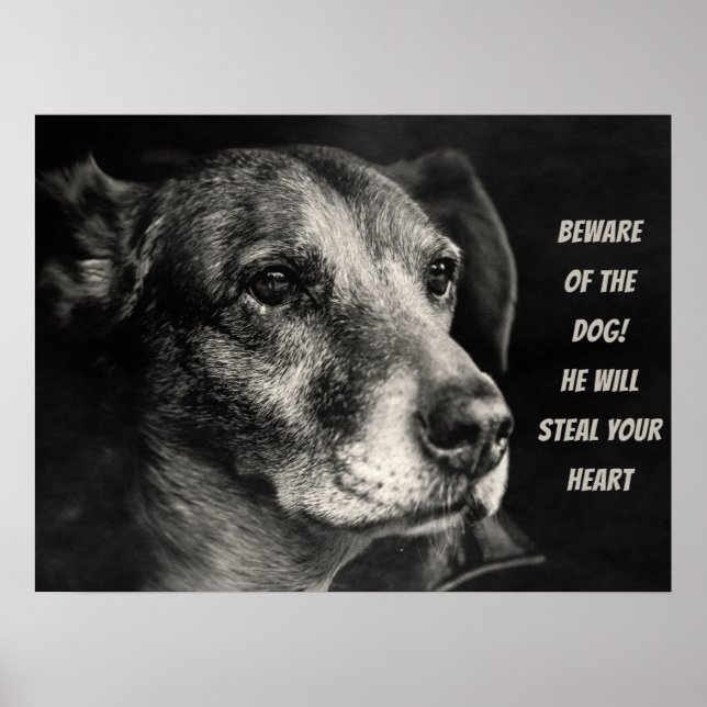 Affiche Méfiez-vous du chien, photo de l'animal de compagn (Devant)