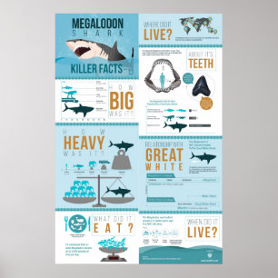 Affiche Megalodon Shark - Killer Facts! 24x36"