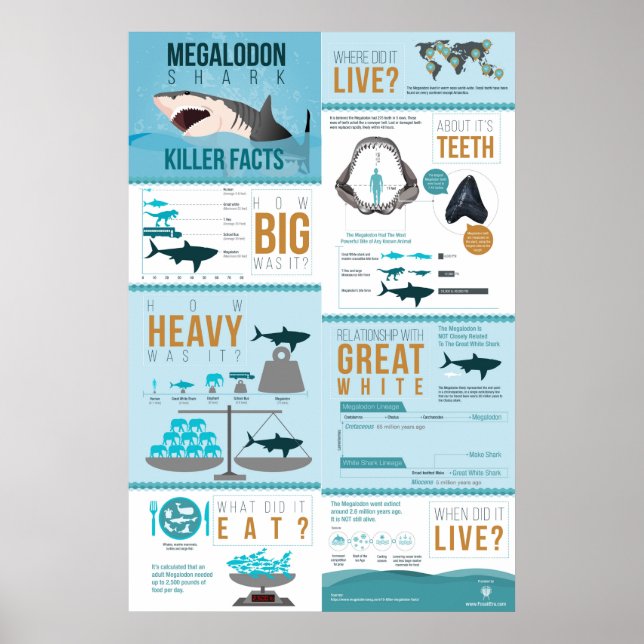 Affiche Megalodon Shark - Killer Facts! 24x36" (Devant)