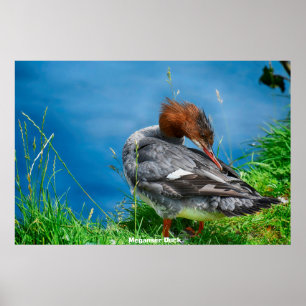 Affiche Meganser Duck