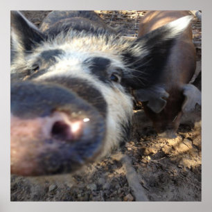 Affiche Mégohm le porc