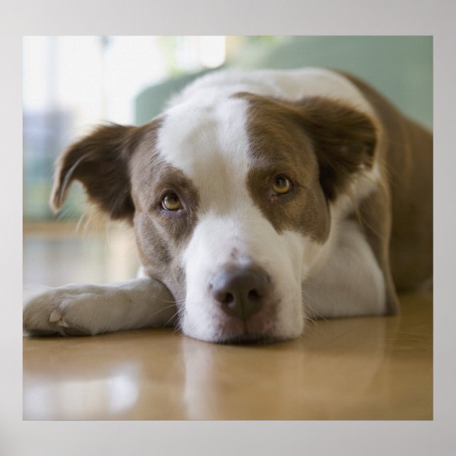 Affiche Meilleur ami (Devant)