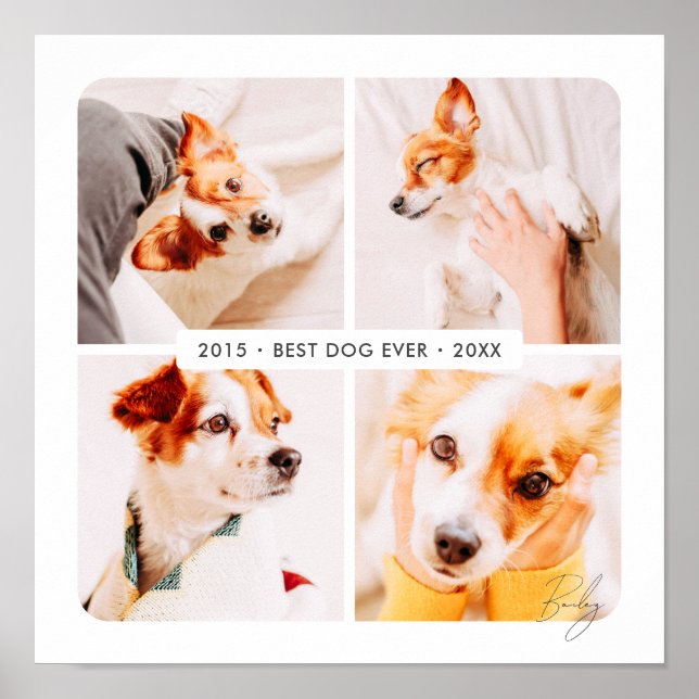 Affiche Meilleur chien Collage photo moderne pour mémorial (Devant)
