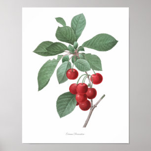 Affiche MEILLEURE QUALITÉ Empreinte Botanique de Cerises