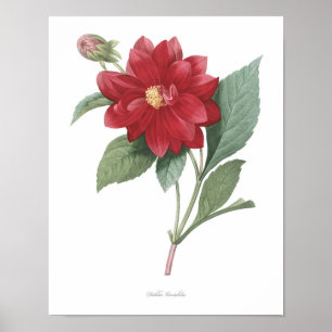 Affiche MEILLEURE QUALITÉ Empreinte Botanique de Dahlia