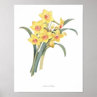 Affiche MEILLEURE QUALITÉ Imprimerie botanique de Narcisse