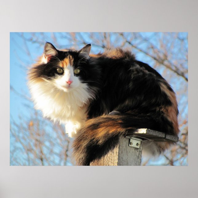 Affiche Meilleure vue Calico Photo Cat (Devant)