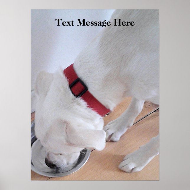 Affiche Mélange blanc Labrador Mélange Chien Chien Chien C (Devant)