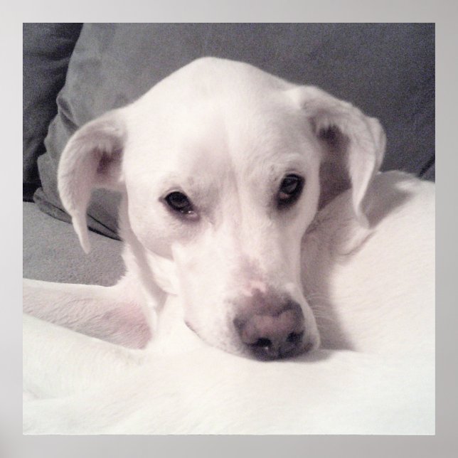 Affiche Mélange blanc Labrador Mix assis sur le gris de ca (Devant)