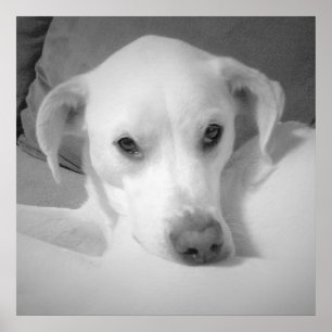Affiche Mélange de Labrador blanc mignon assis sur un cana