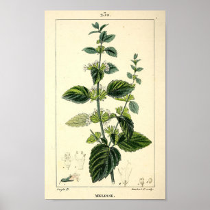 Affiche Melisse, Lemon Balm (Melissa officinalis) Imprimer