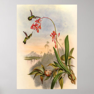 Affiche Mellisuga Minima Colibris par John Gould