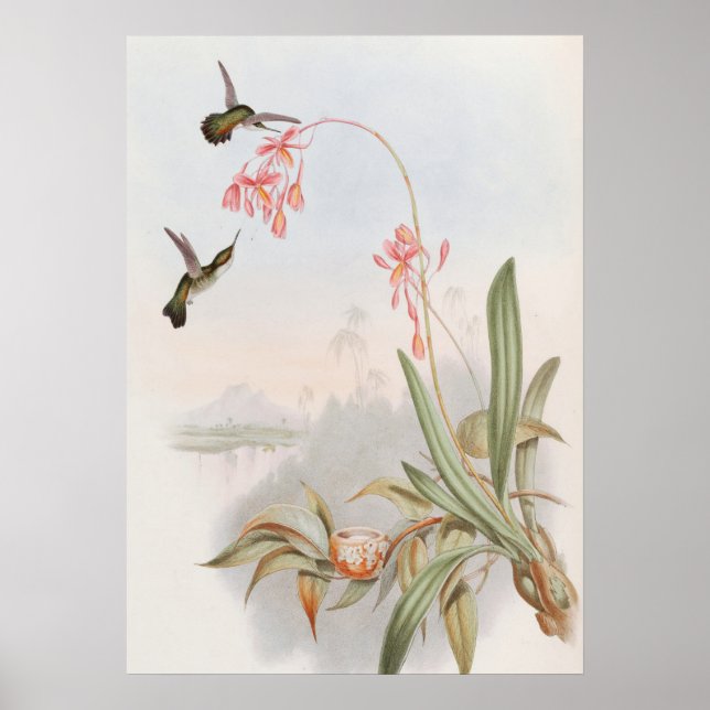 Affiche Mellisuga Minima Colibris par John Gould (Devant)