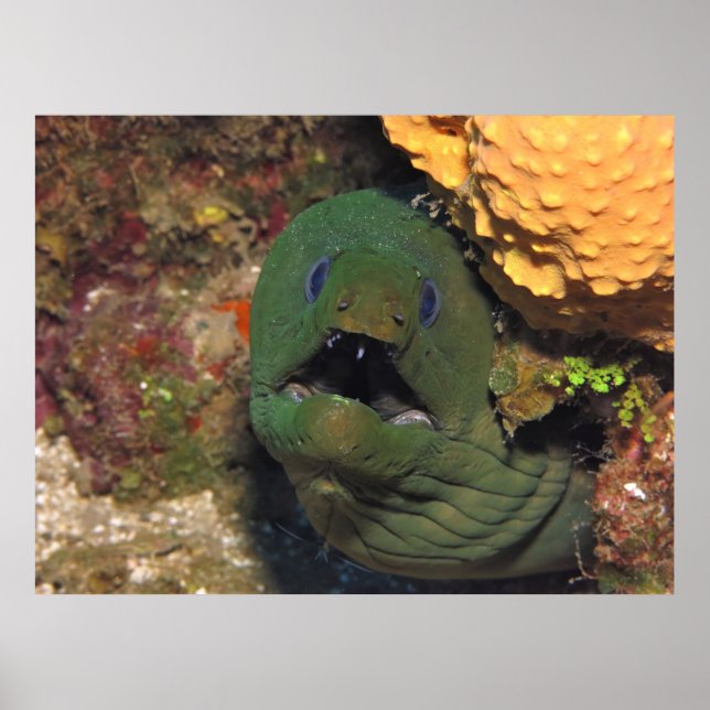 Affiche Mellow Moray (Devant)