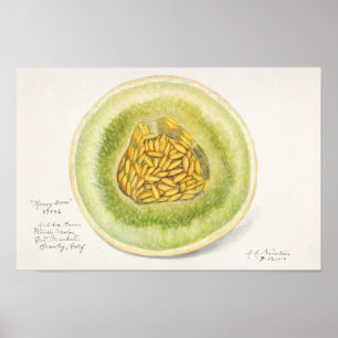 Affiche Melon (Cucumis Melo) Peinture à l'aquarelle de fru