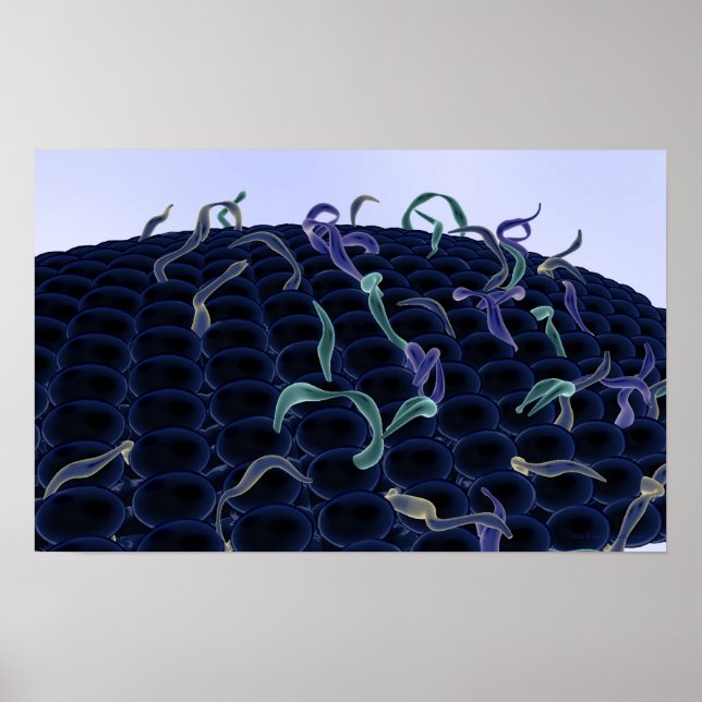 Affiche membrane cellulaire magnétisée (Devant)